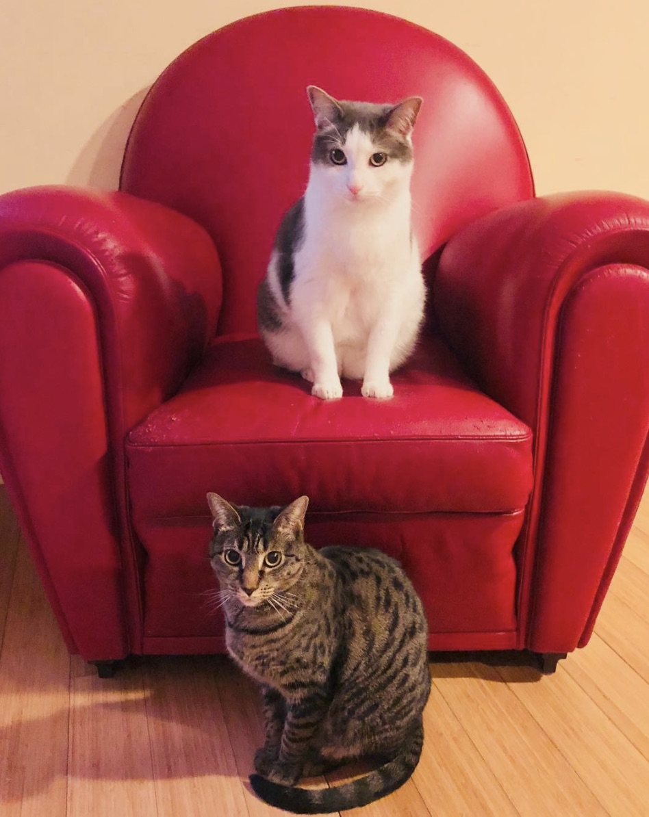 Poseidon y Daisy gatos